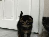 Scottish Fold British Shorthair Yavrular